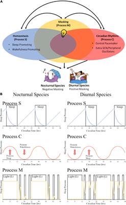 Keep Your Mask On: The Benefits of Masking for Behavior and the Contributions of Aging and Disease on Dysfunctional Masking Pathways